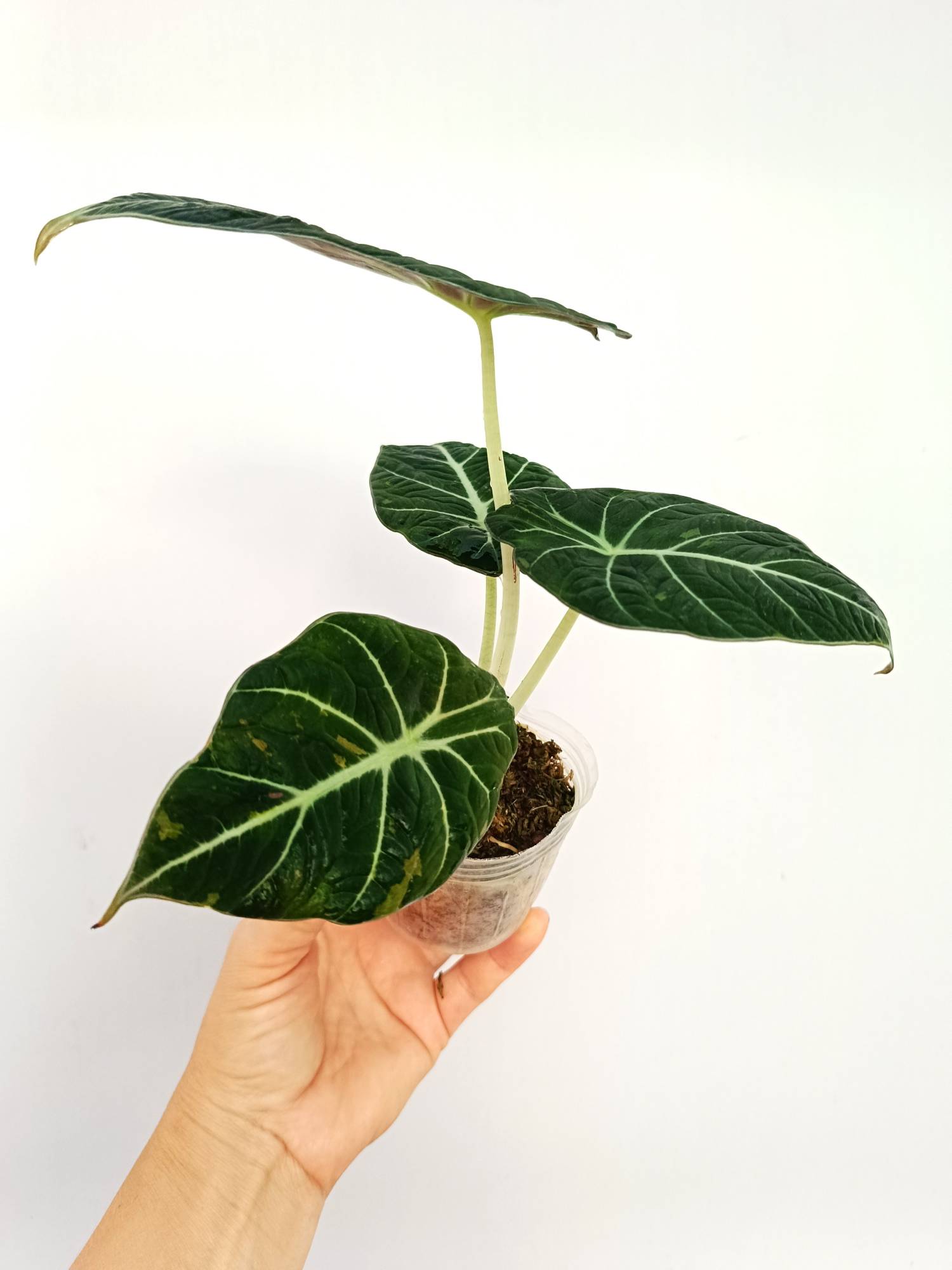 Alocasia Reginula Variegata