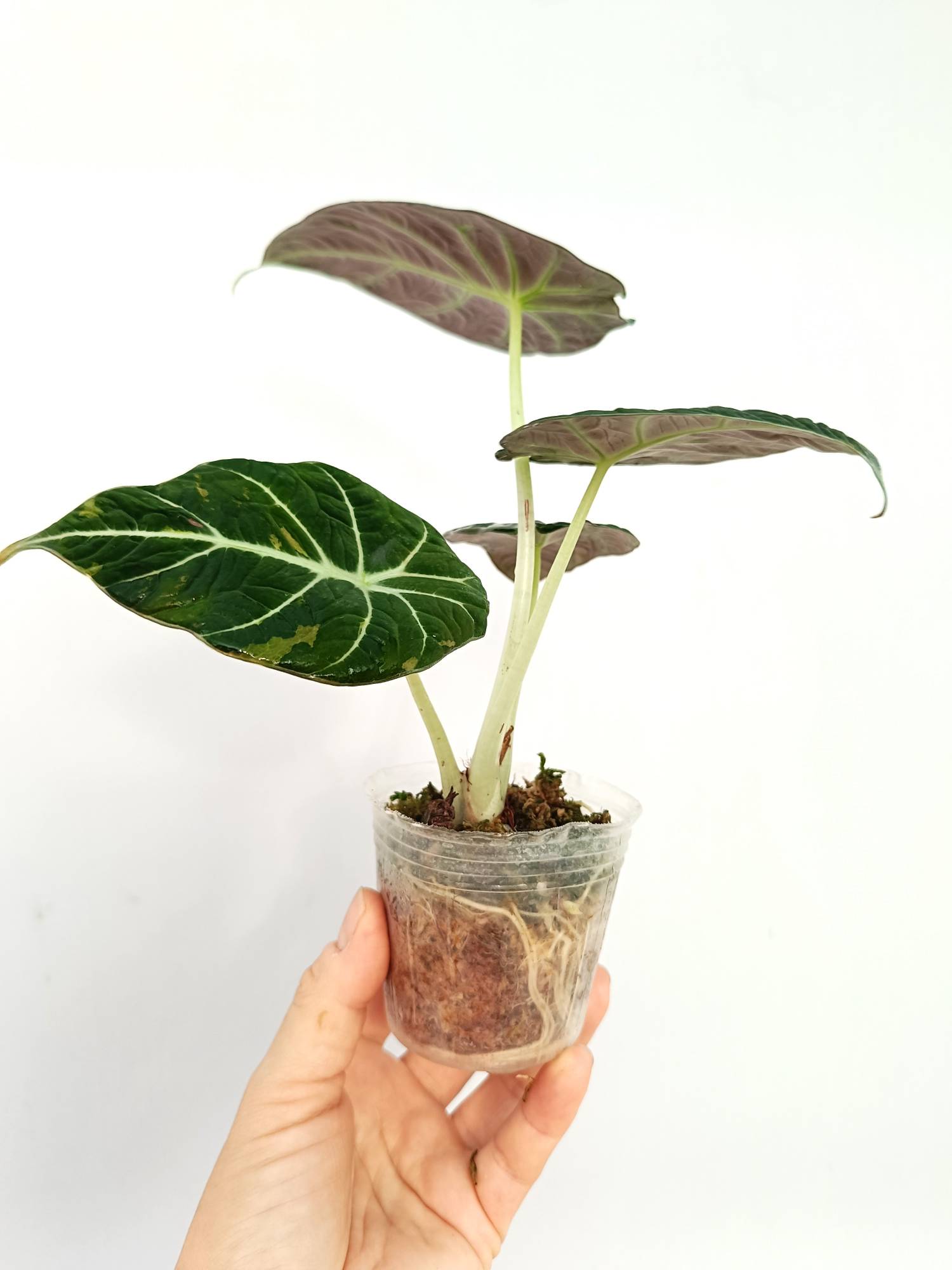 Alocasia Reginula Variegata