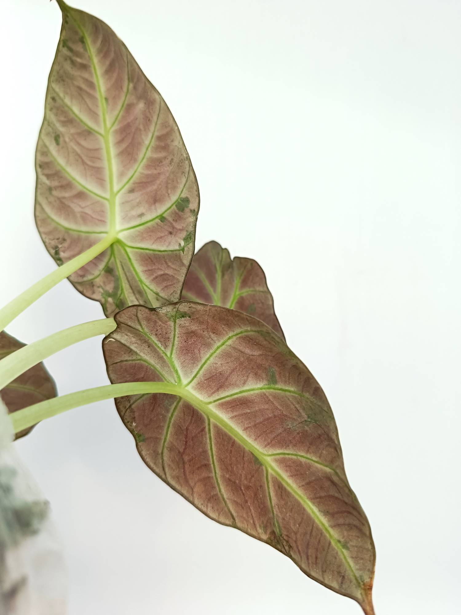 Alocasia Reginula Variegata