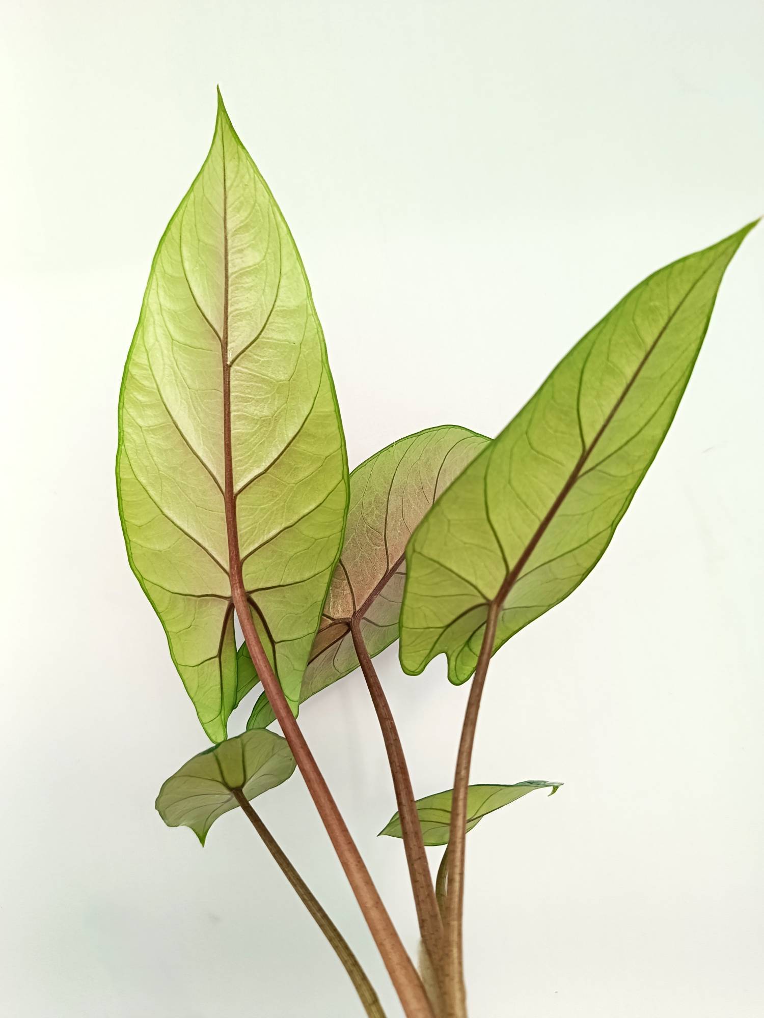 Alocasia Scalprum