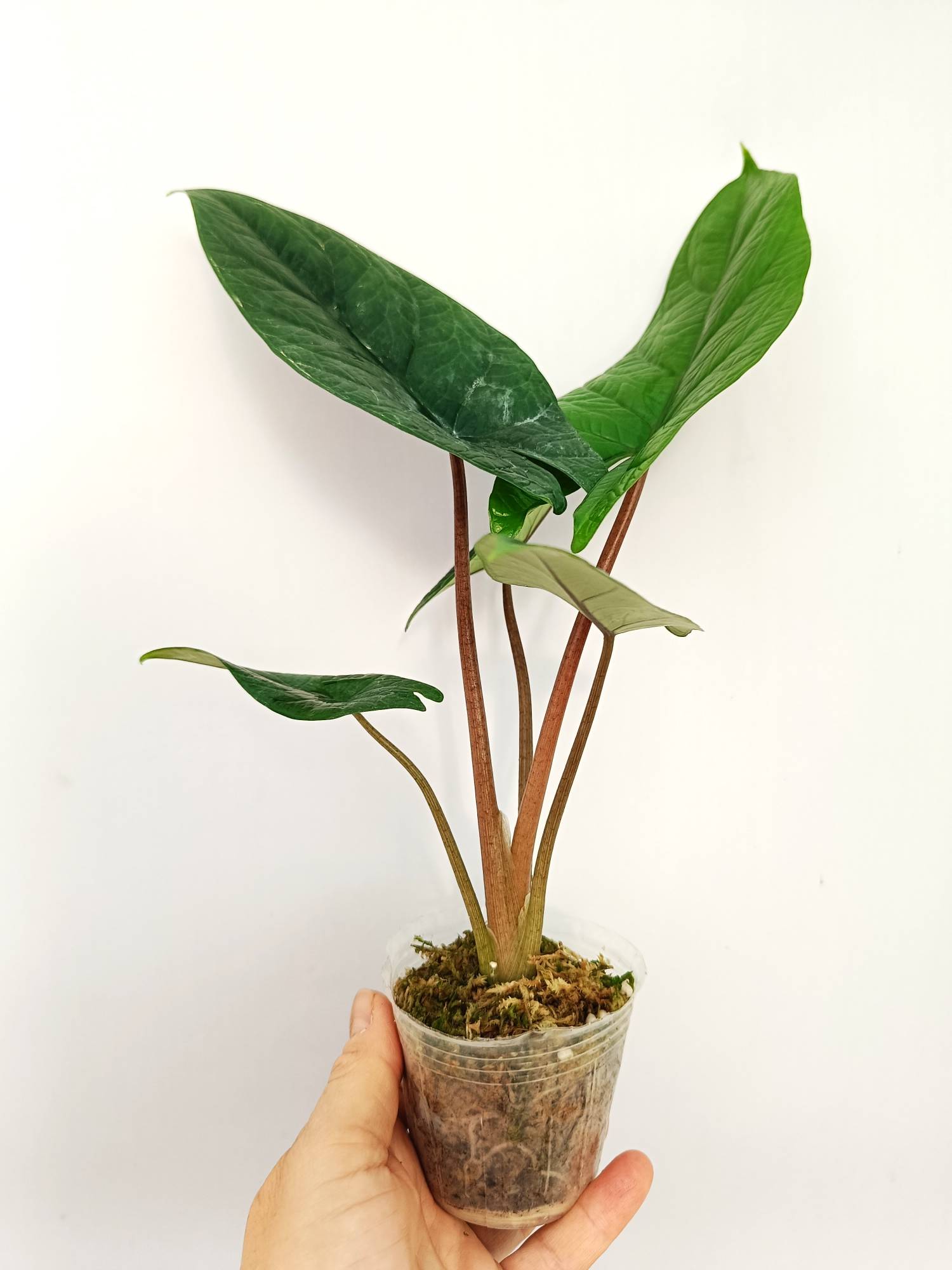 Alocasia Scalprum