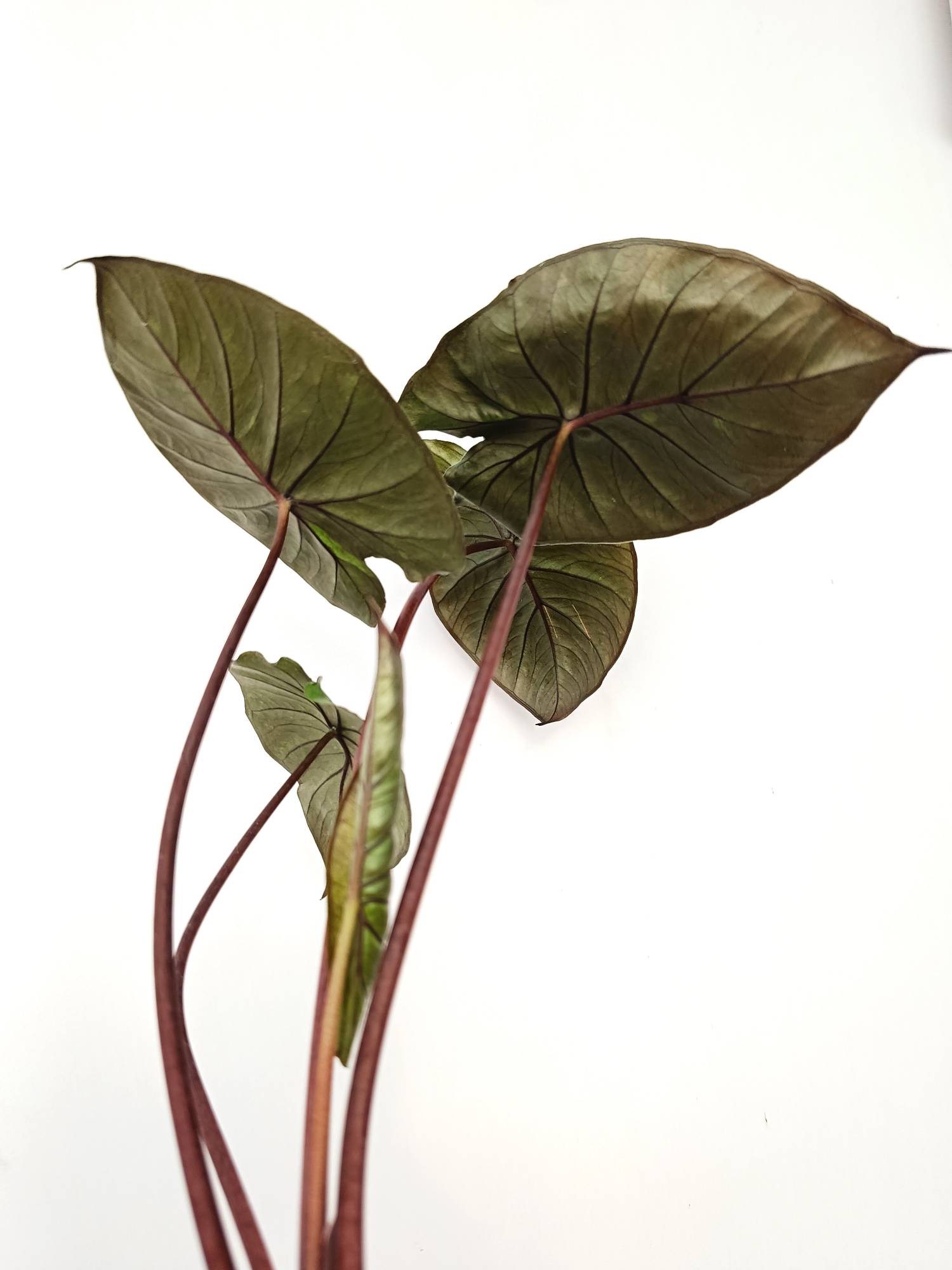 Alocasia Serendipity