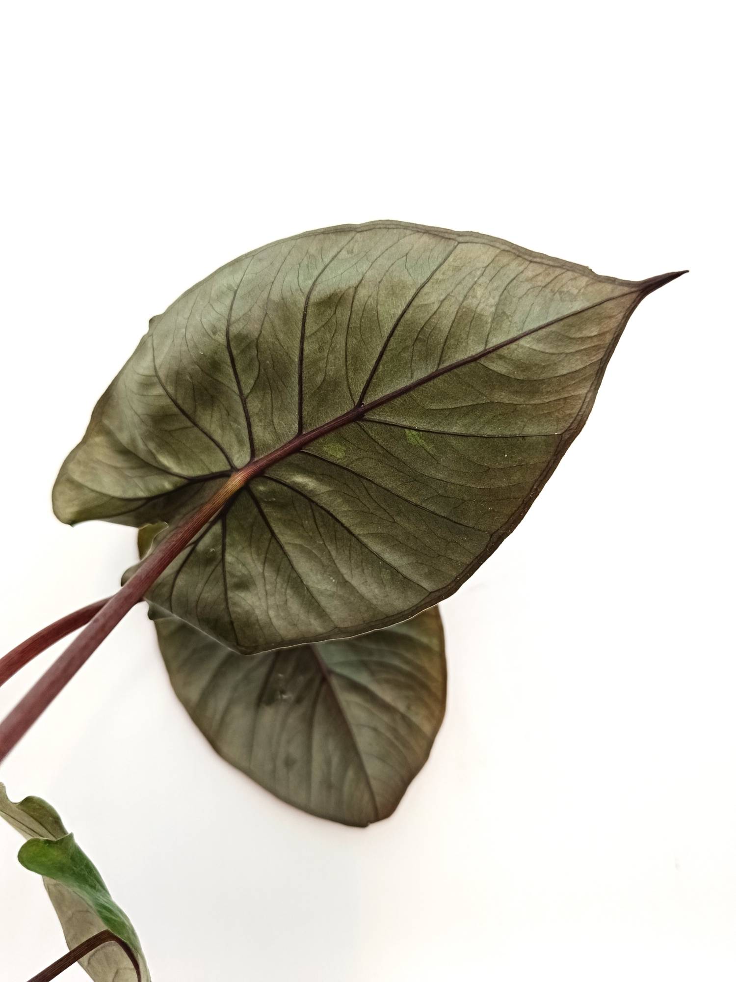 Alocasia Serendipity | Welovetropicalplants