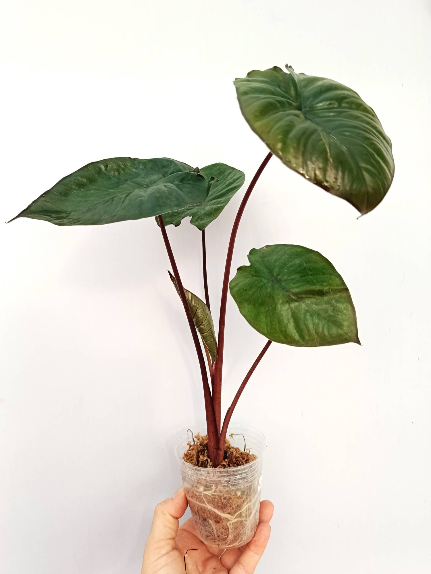 Alocasia Serendipity