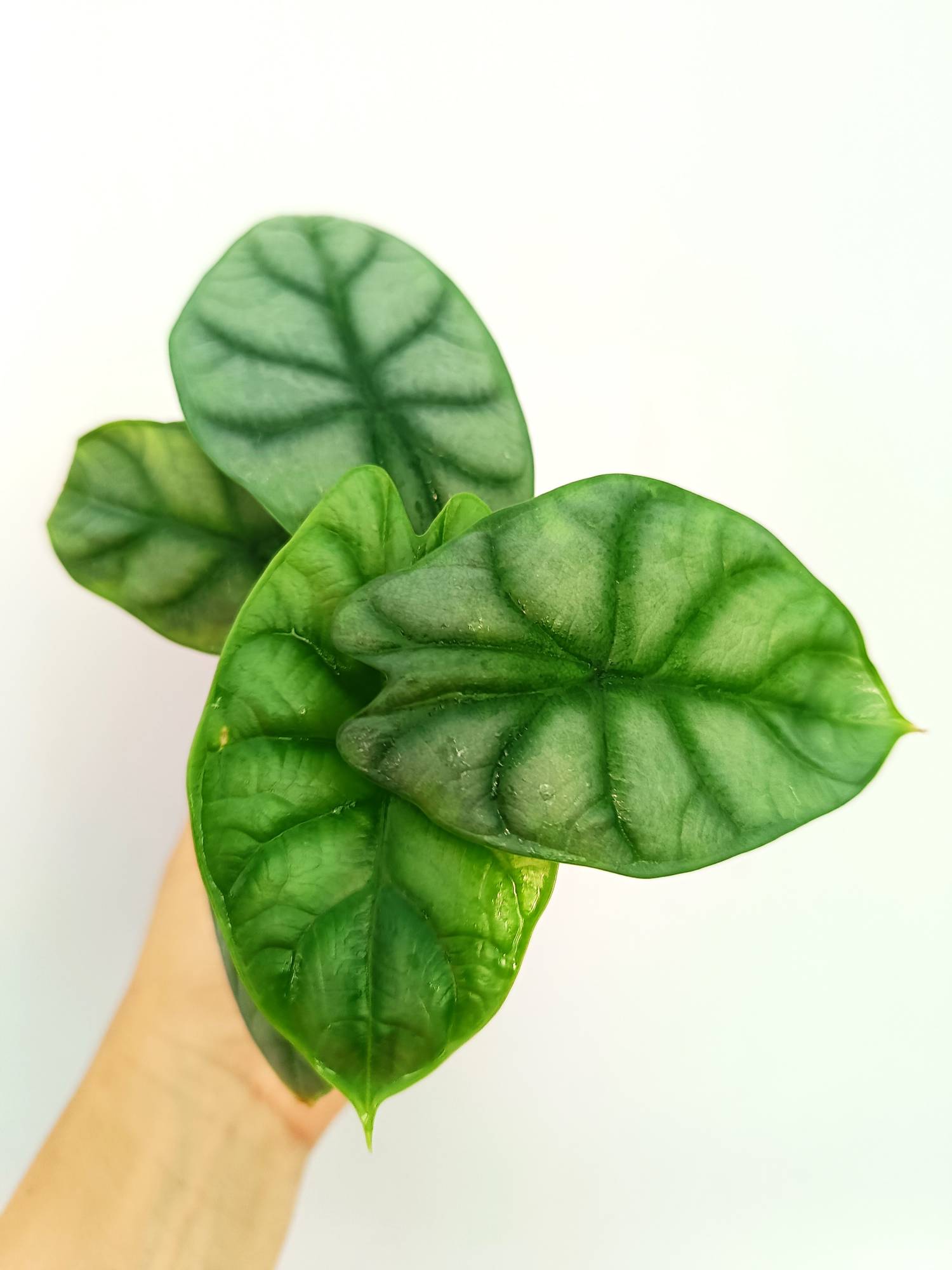 Alocasia Silver Dragon