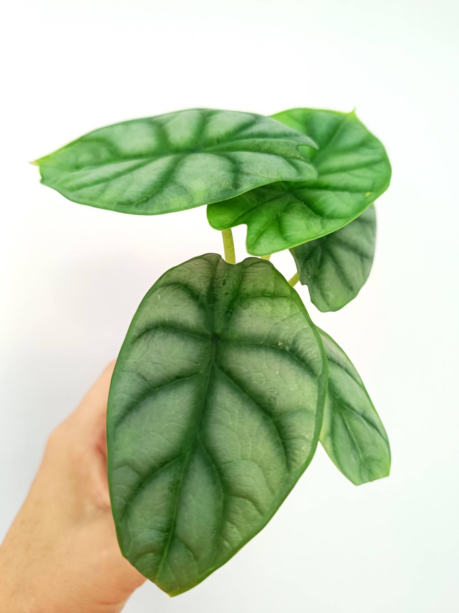 Alocasia Silver Dragon