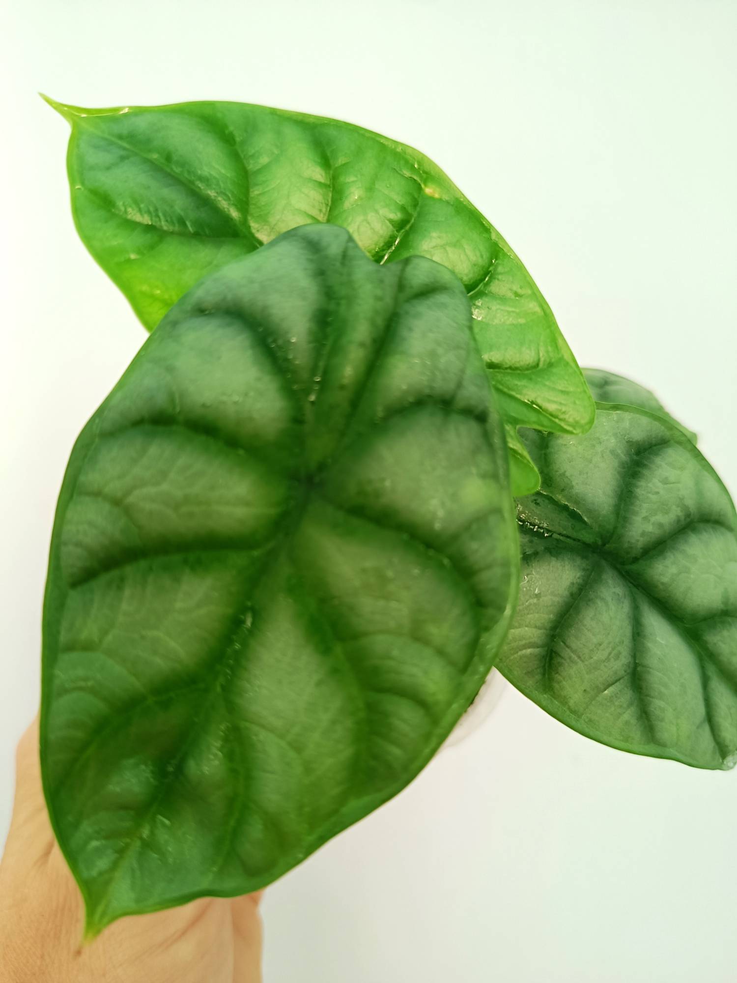 Alocasia Silver Dragon