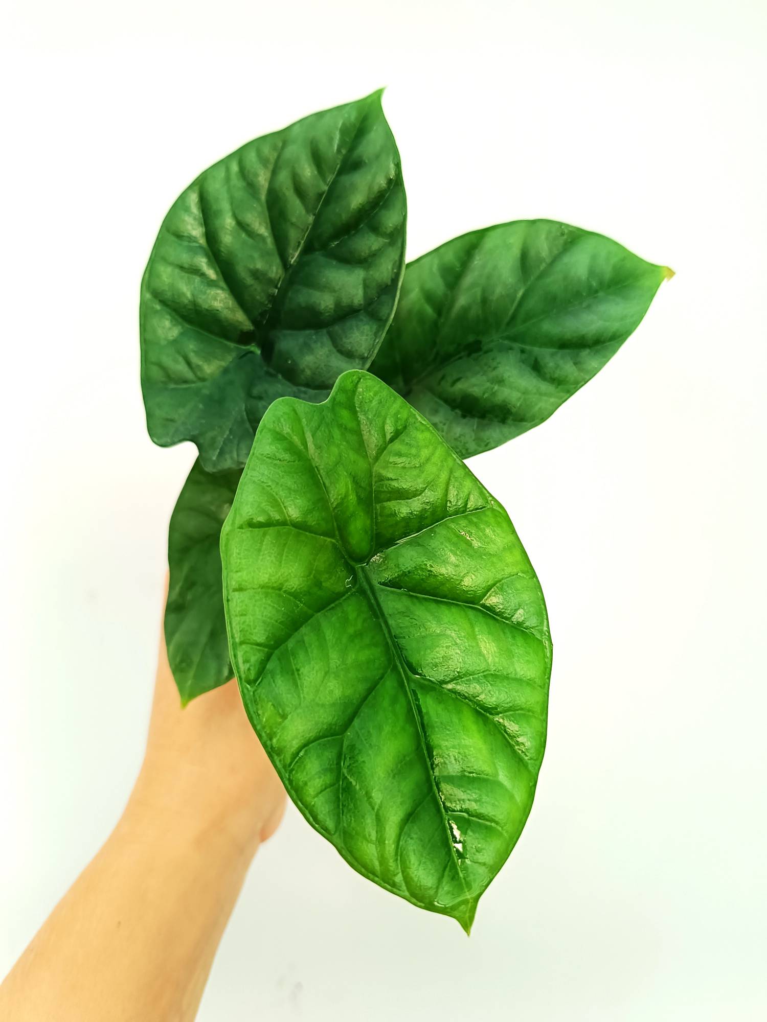 Alocasia Sinuata