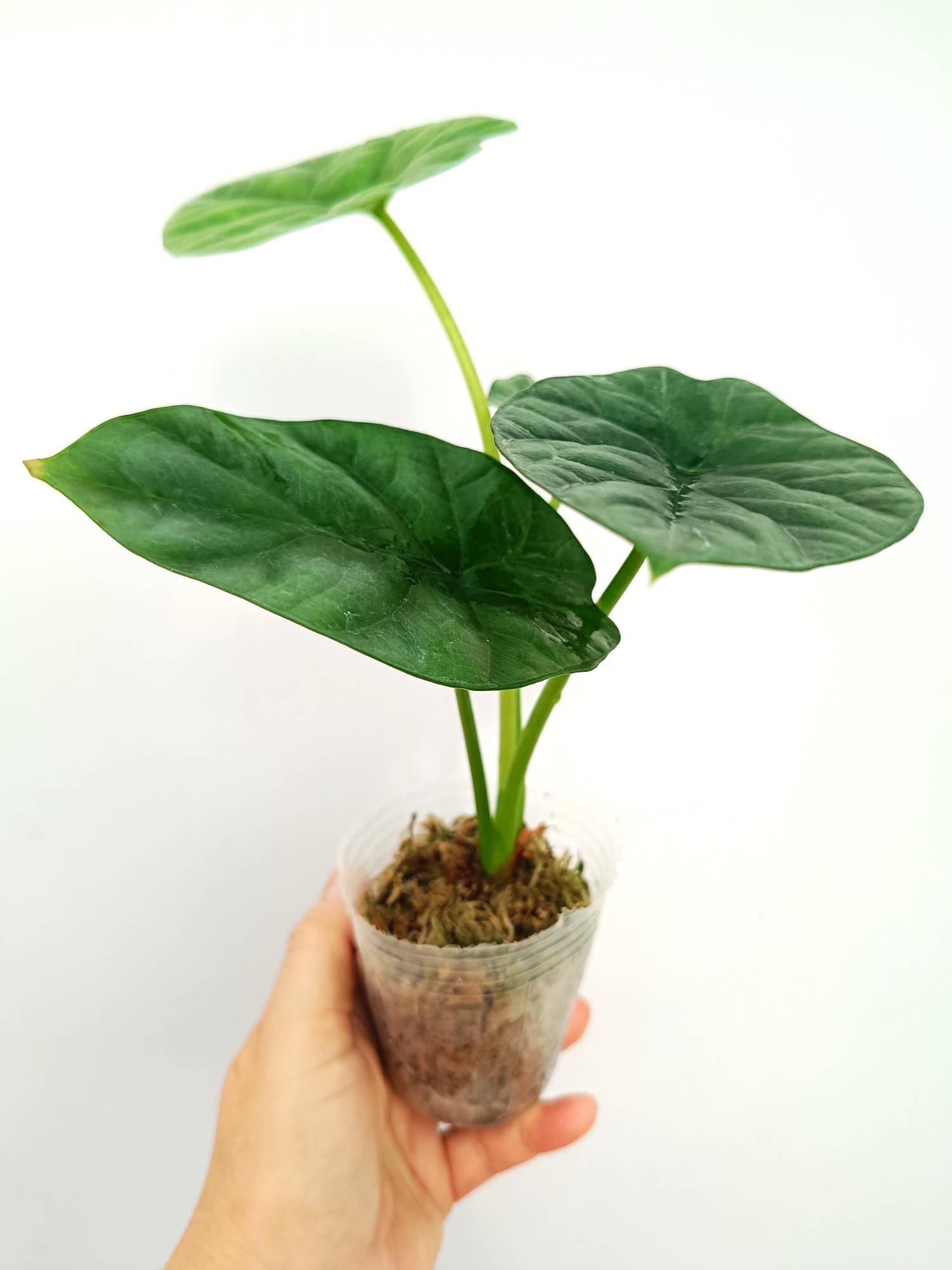 Alocasia Sinuata