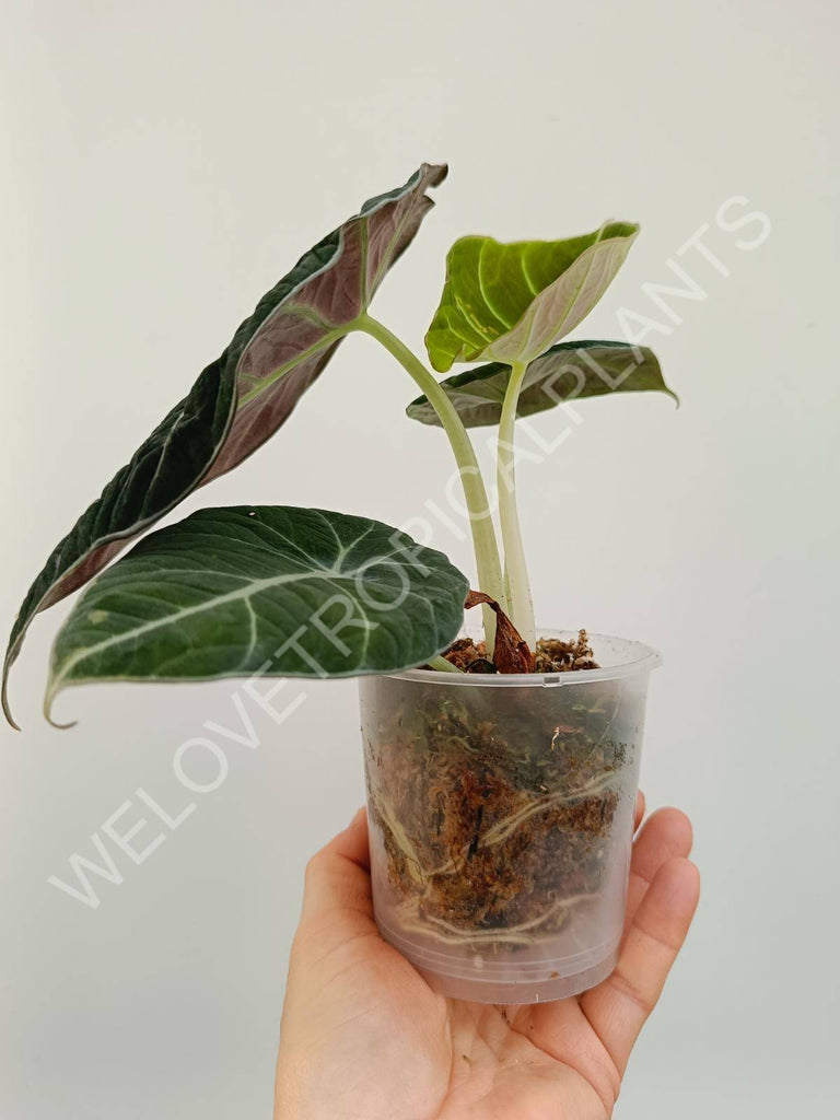 Alocasia reginula variegata