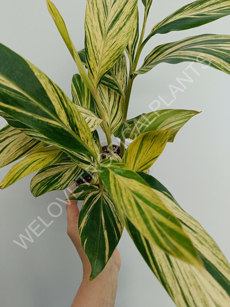 Alpinia speciosa variegata