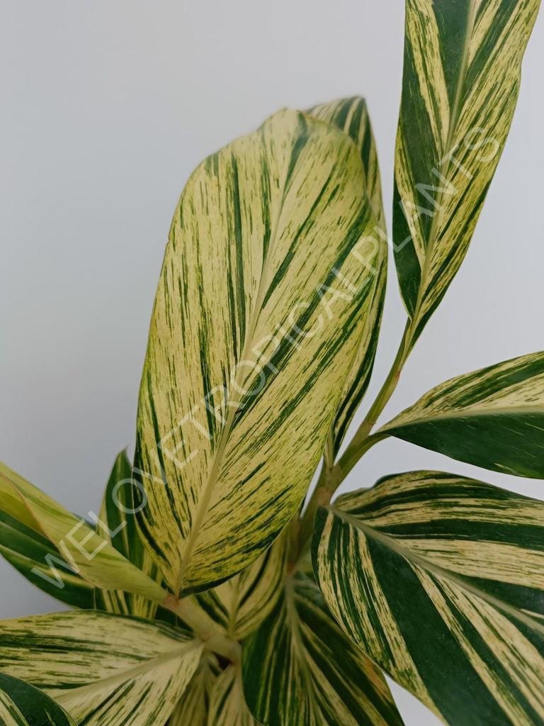 Alpinia speciosa variegata