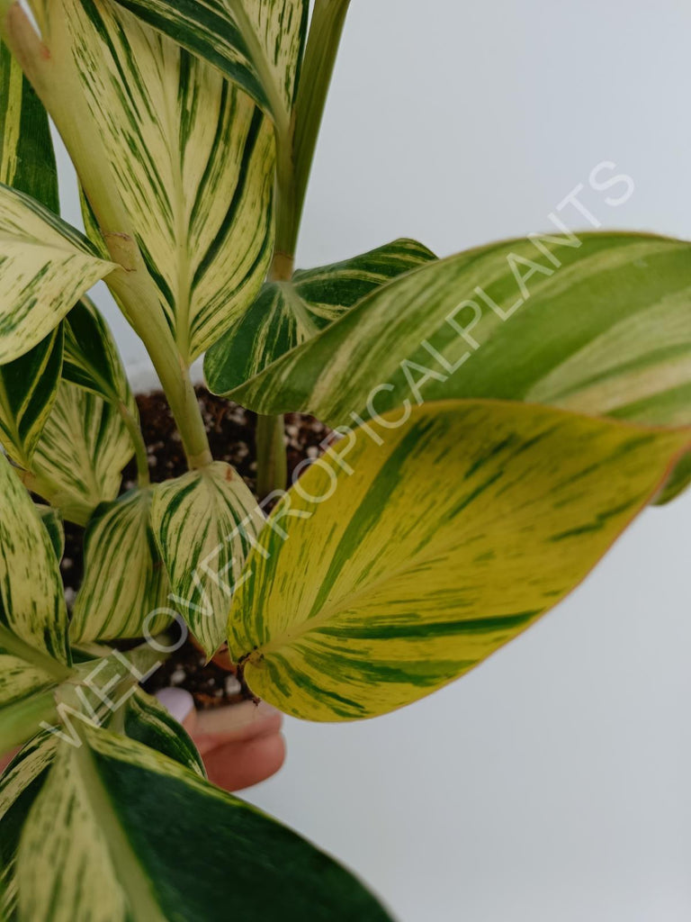 Alpinia speciosa variegata