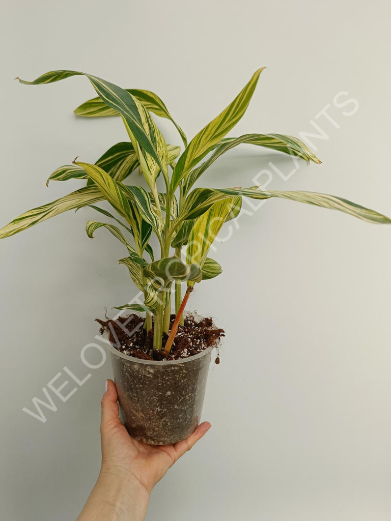 Alpinia speciosa variegata