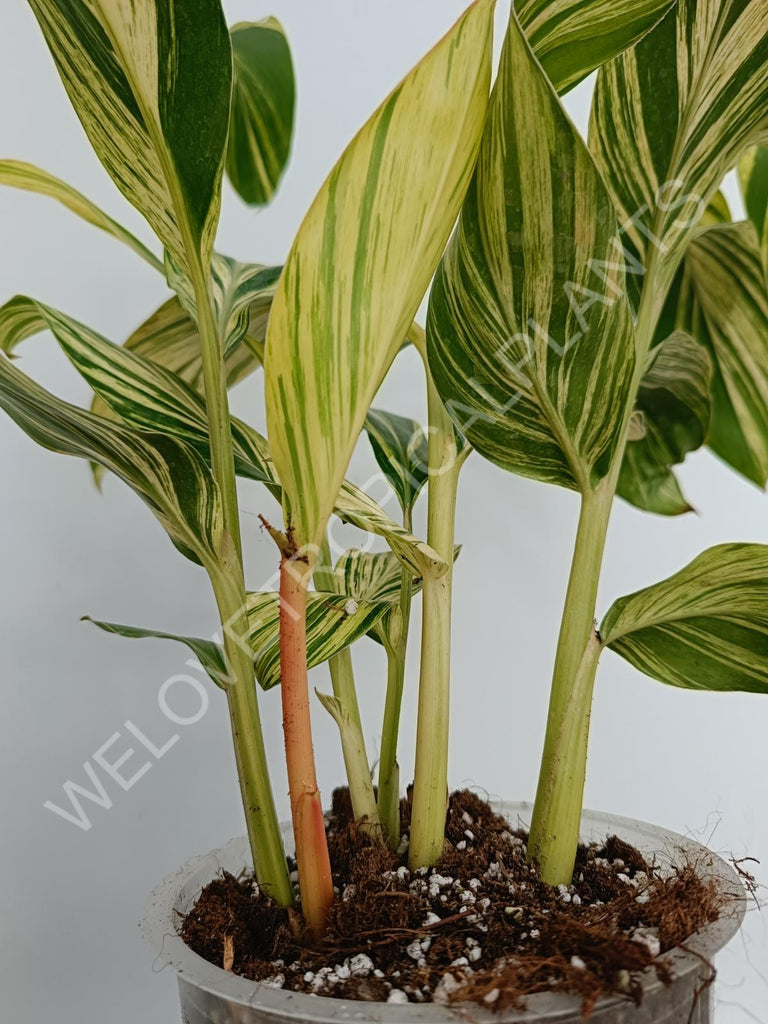 Alpinia speciosa variegata