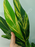 Alpinia speciosa variegata