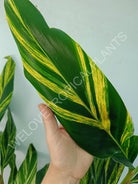 Alpinia speciosa variegata