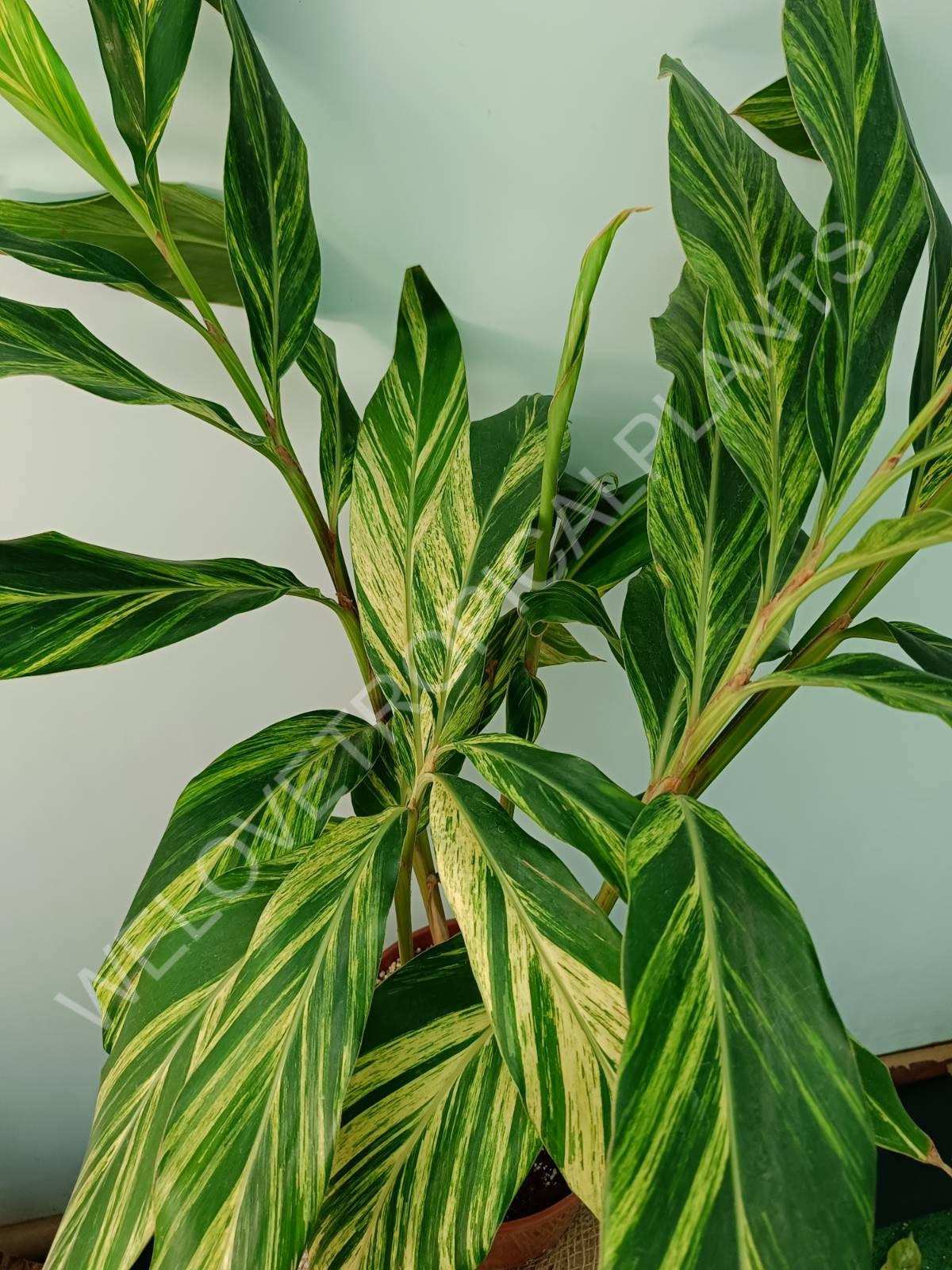 Alpinia speciosa variegata