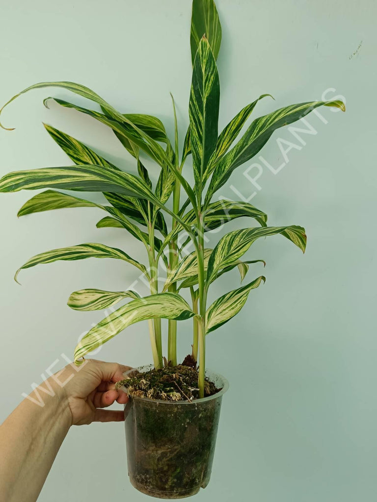 Alpinia speciosa variegata