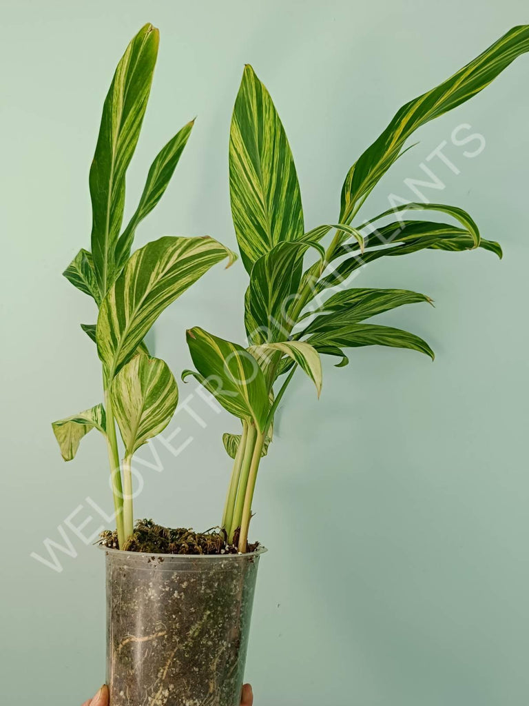 Alpinia speciosa variegata