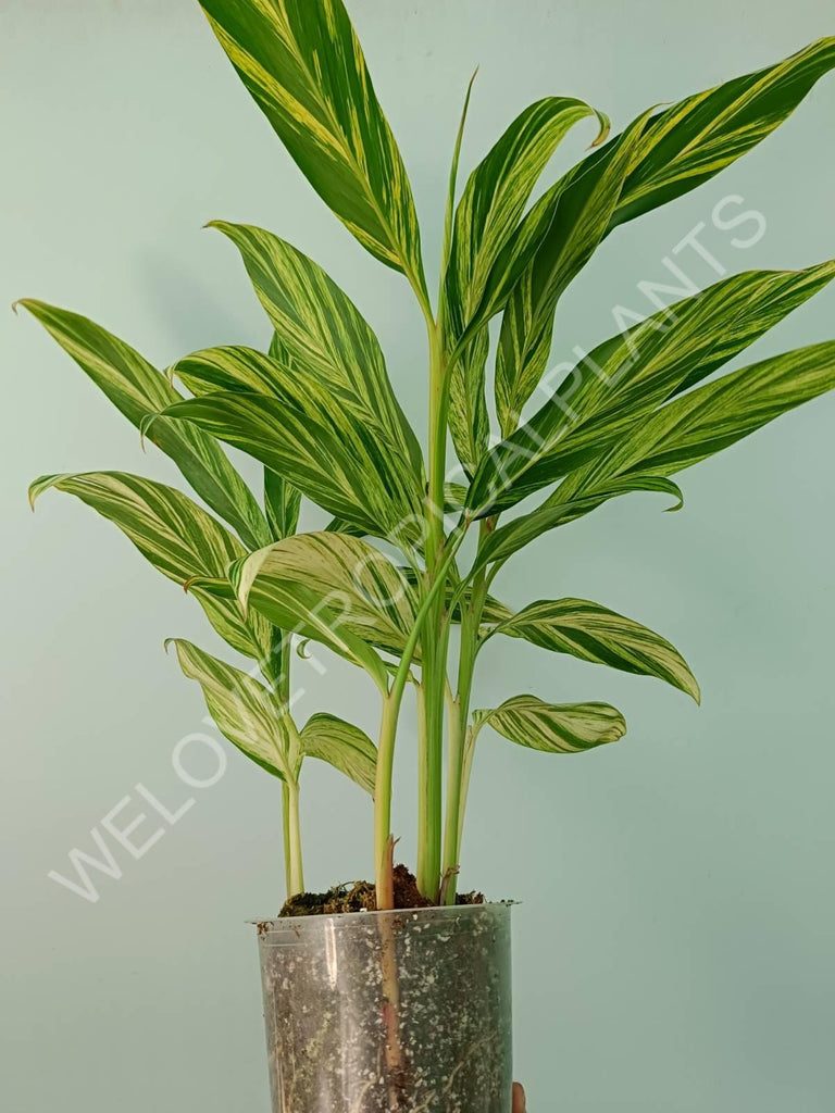 Alpinia speciosa variegata