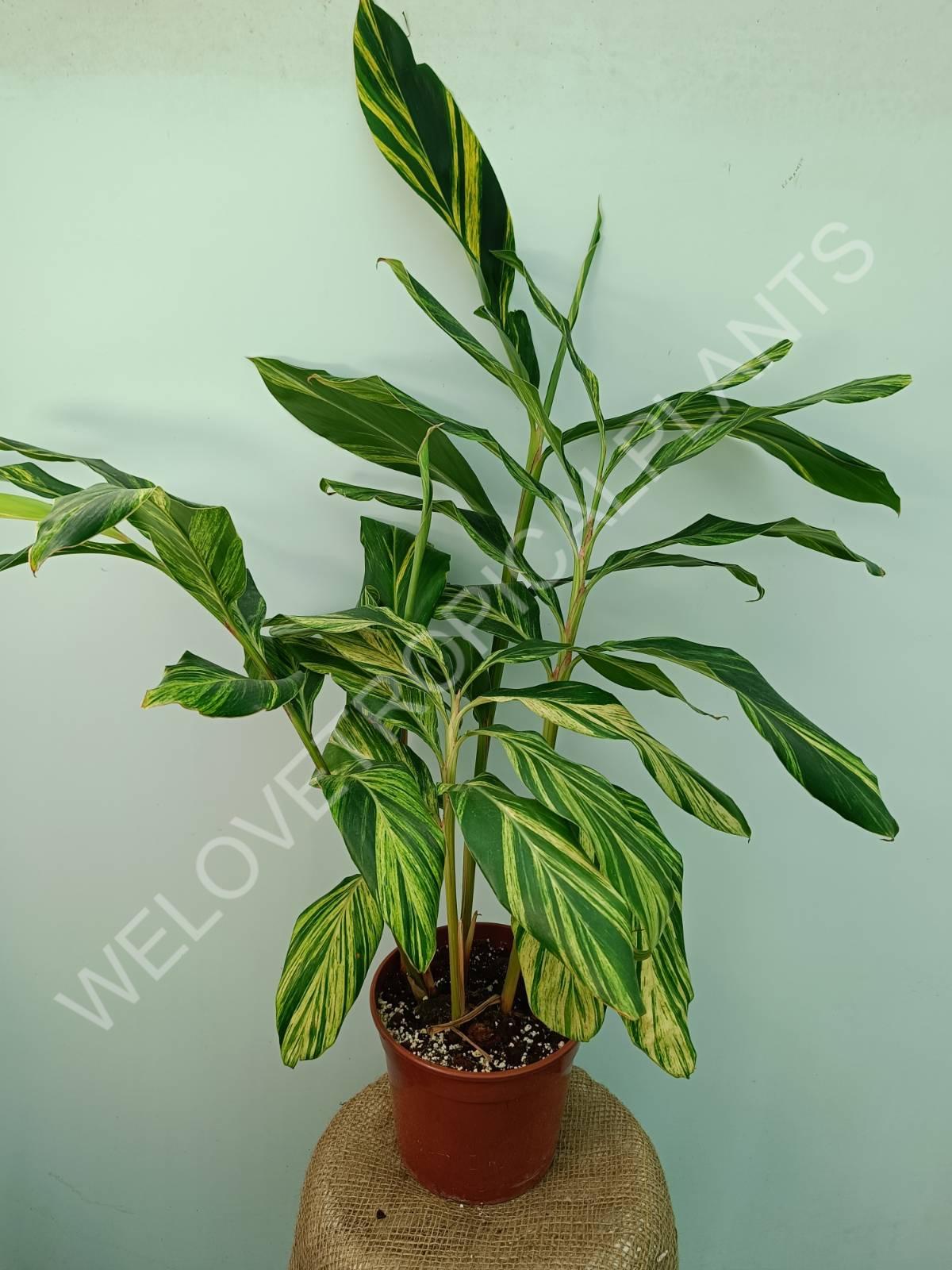 Alpinia speciosa variegata