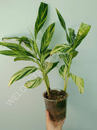 Alpinia speciosa variegata