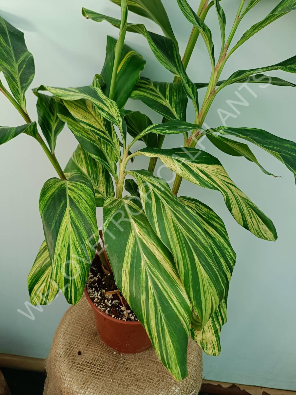 Alpinia speciosa variegata