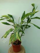 Alpinia speciosa variegata