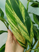 Alpinia speciosa variegata