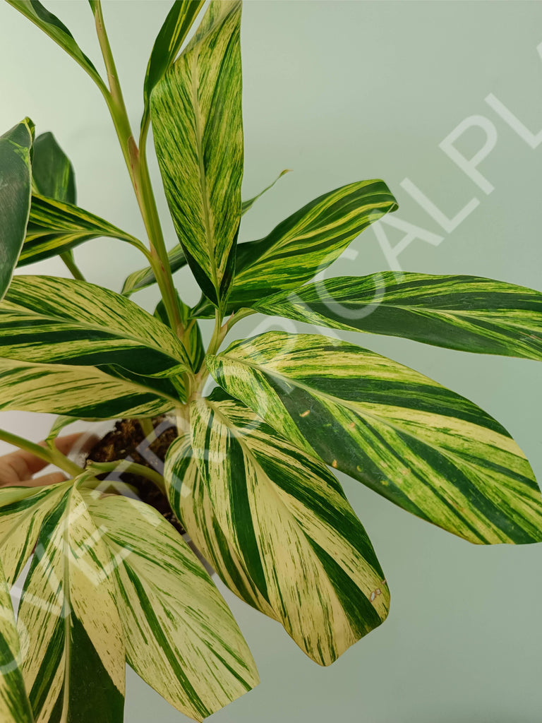 Alpinia speciosa variegata