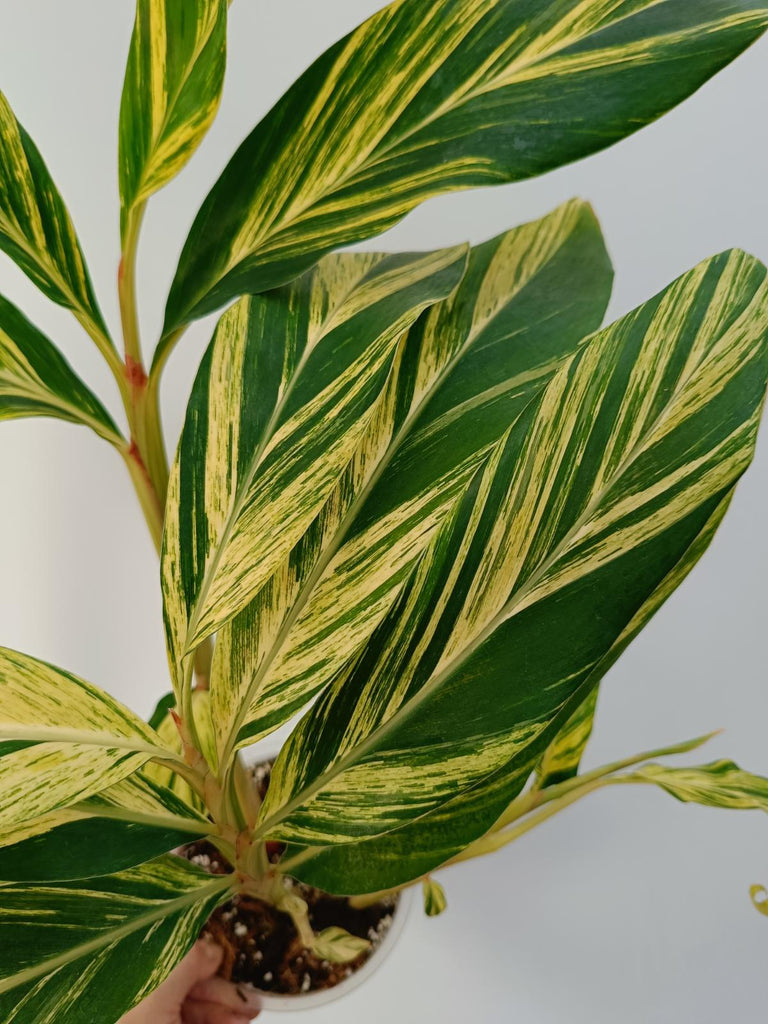 Alpinia speciosa