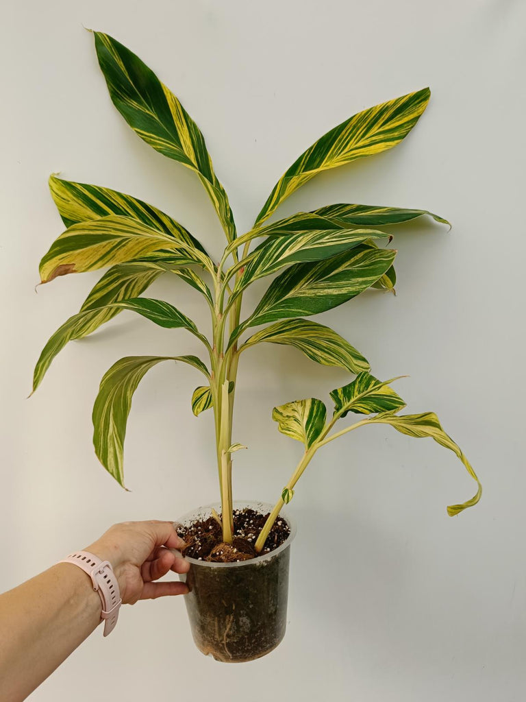 Alpinia speciosa