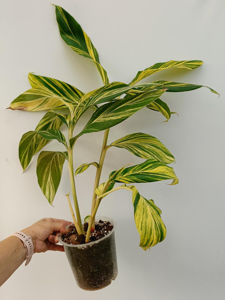 Alpinia speciosa