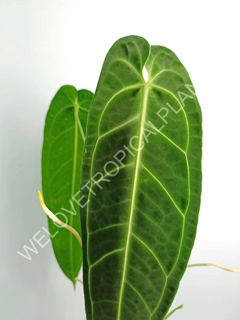 Anthurium warocqueanum