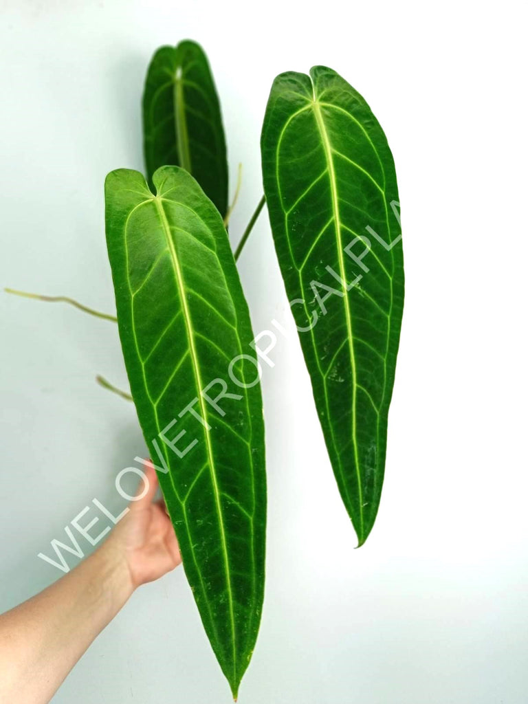 Anthurium warocqueanum