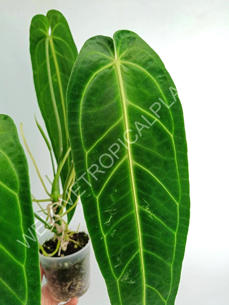 Anthurium warocqueanum