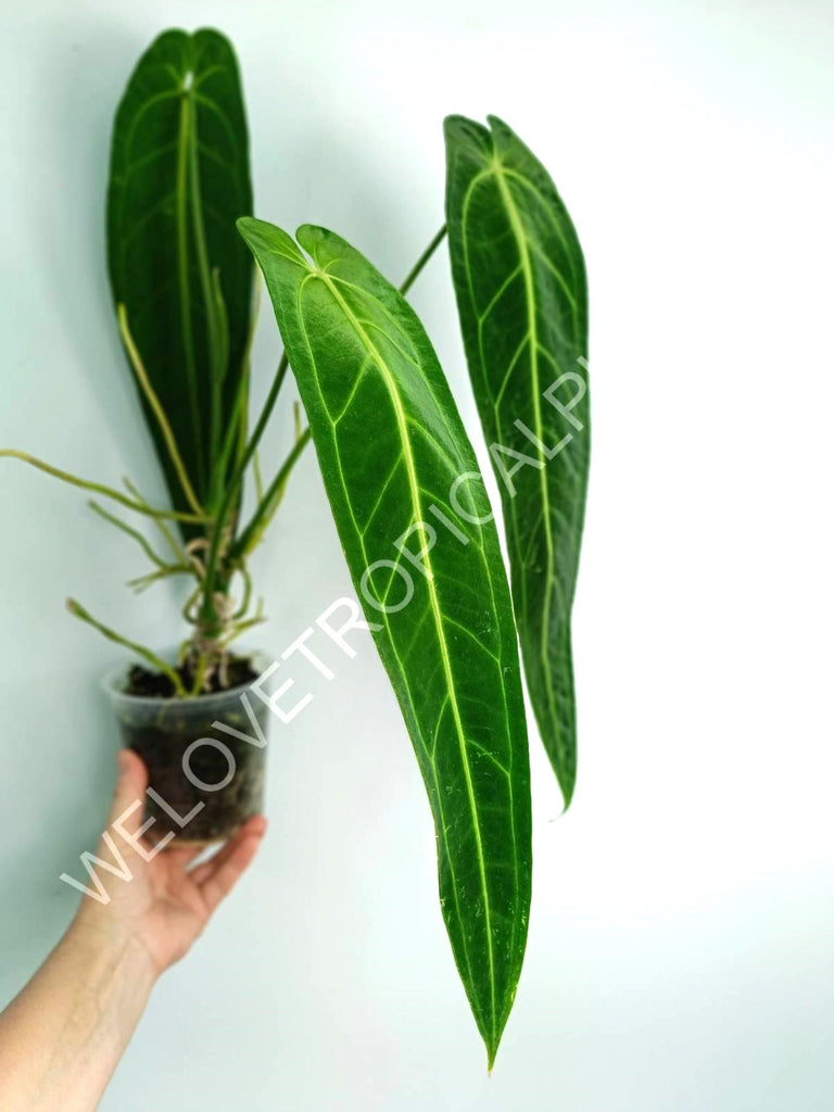 Anthurium warocqueanum