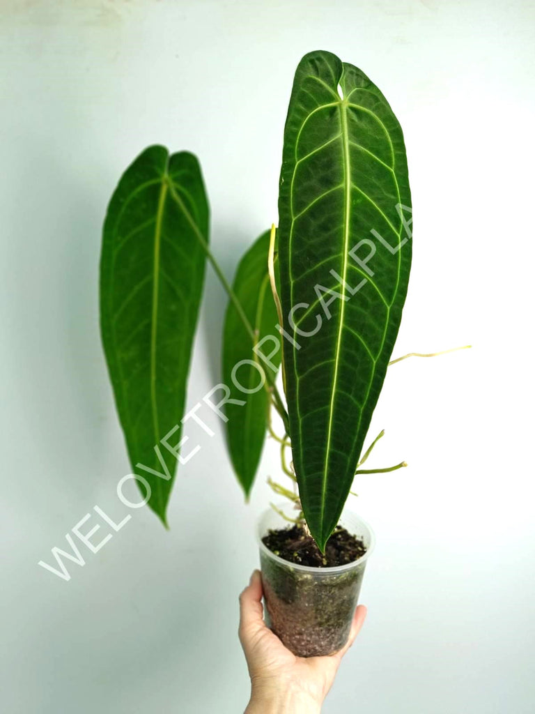 Anthurium warocqueanum