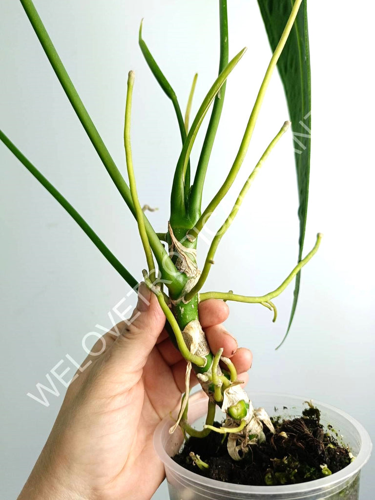 Anthurium warocqueanum