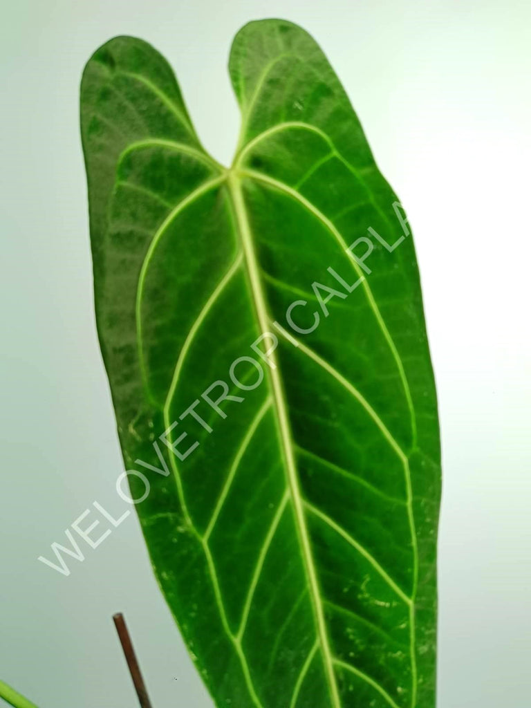 Anthurium warocqueanum