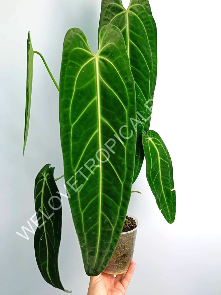 Anthurium warocqueanum