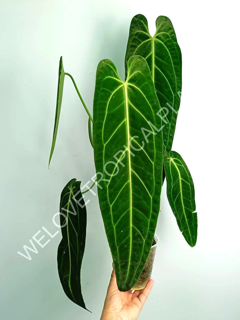 Anthurium warocqueanum