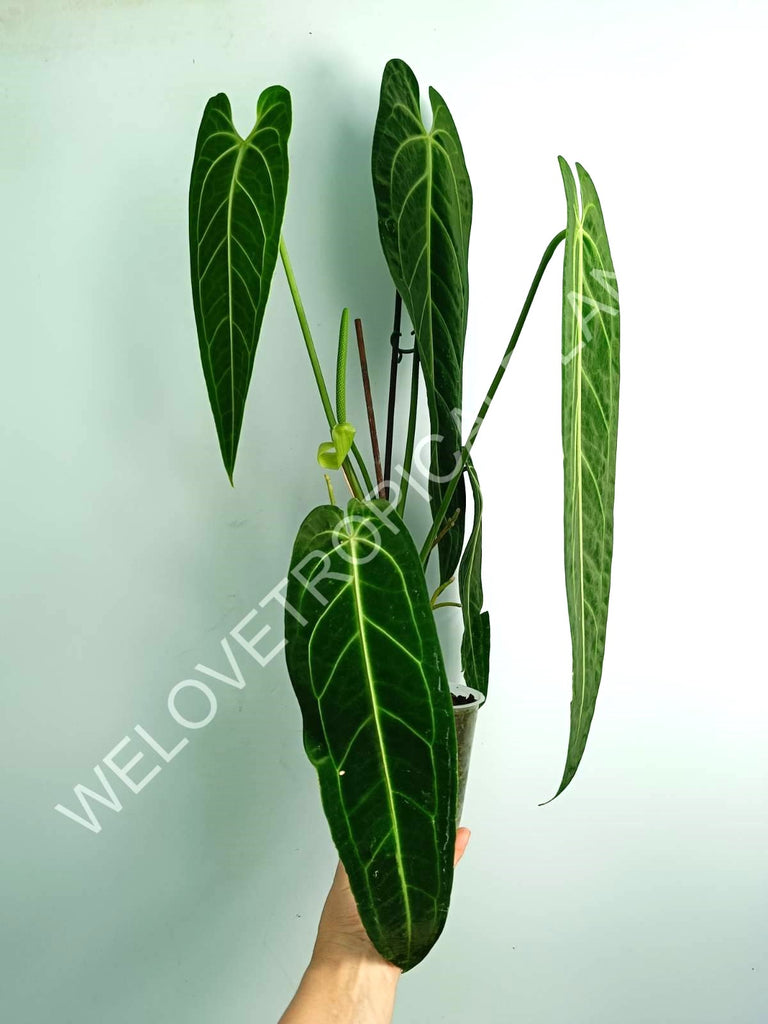 Anthurium warocqueanum