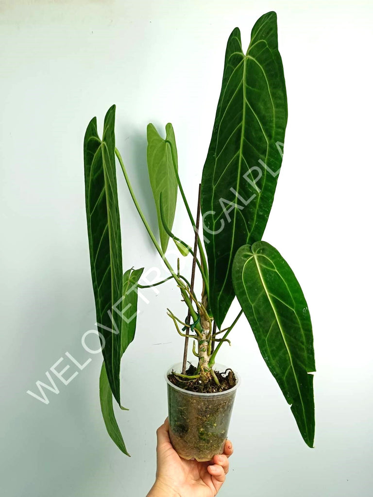 Anthurium warocqueanum