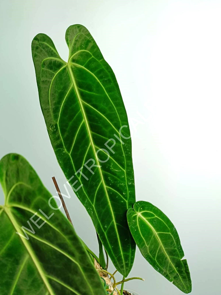 Anthurium warocqueanum