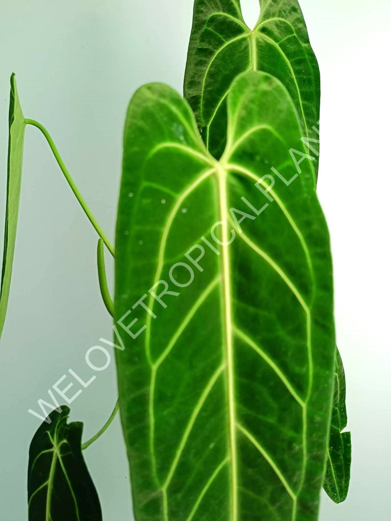 Anthurium warocqueanum