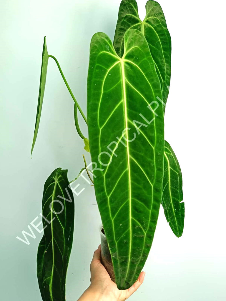 Anthurium warocqueanum