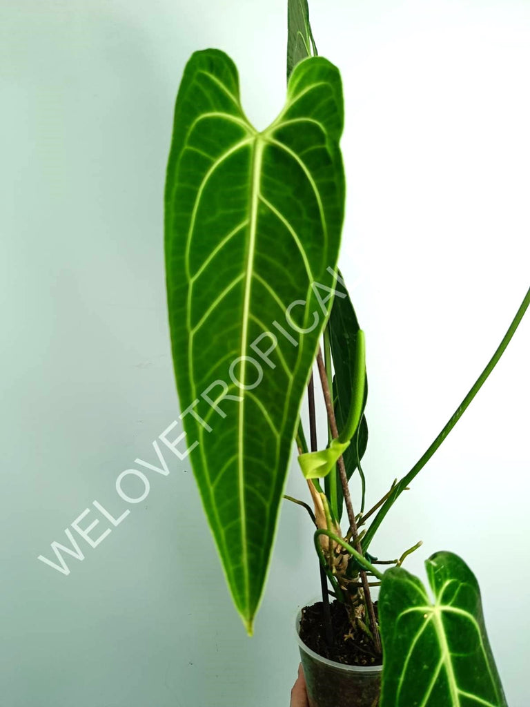 Anthurium warocqueanum