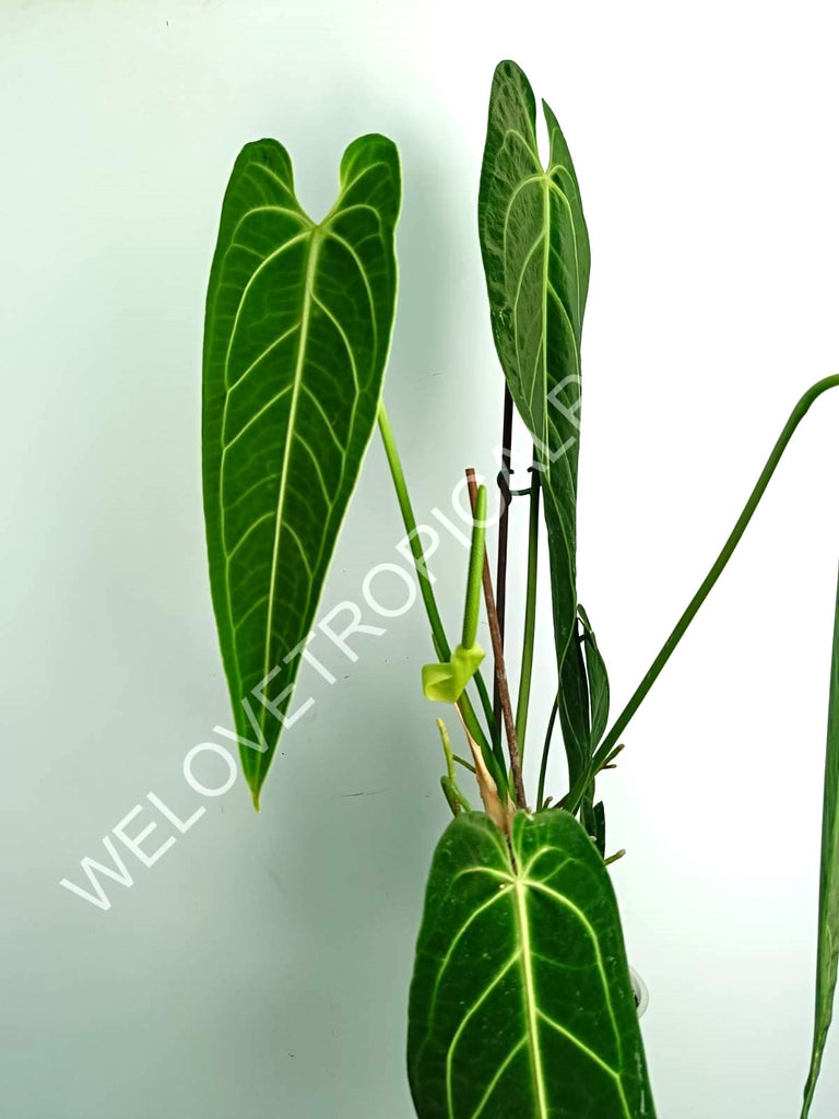 Anthurium warocqueanum